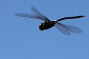 Libelle im Flug